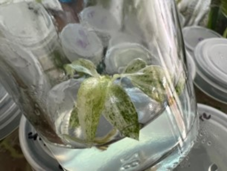 Giganteum variegated 